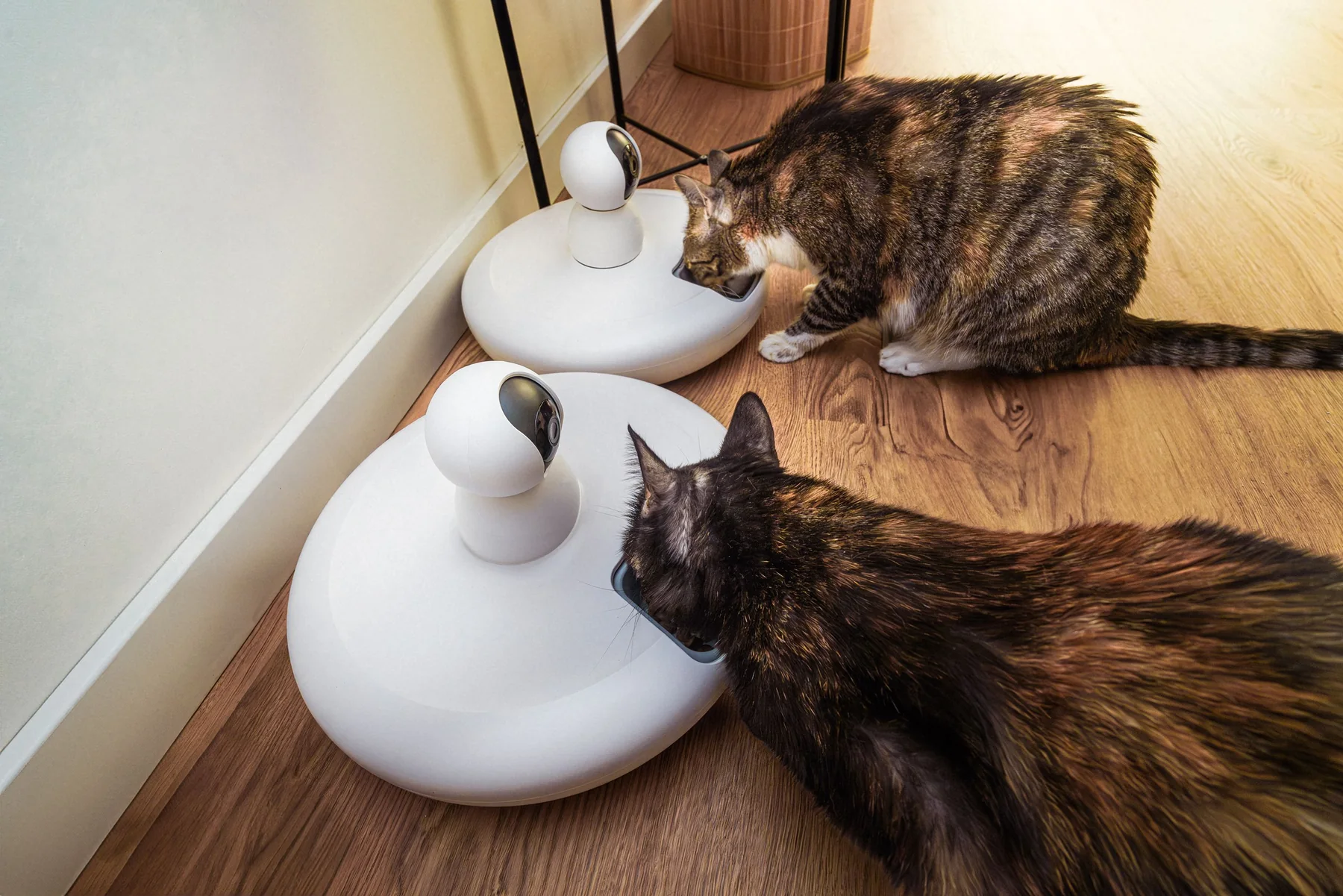 Technologie intelligente pour animaux dans un environnement domestique