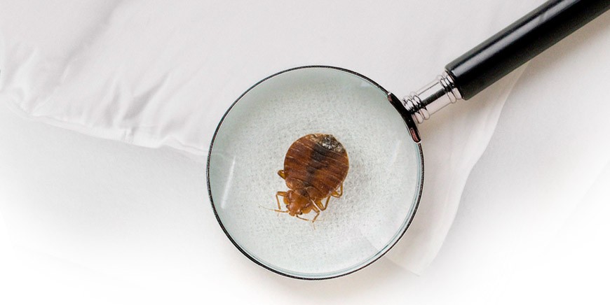Archive image associated with the bedbug article