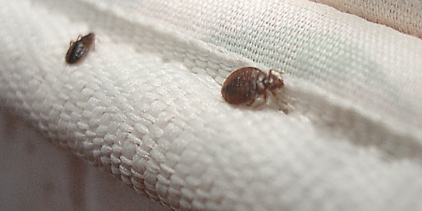 Bedbugs visible on fabric
