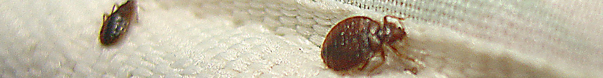 Bedbugs on fabric associated with disinfection services